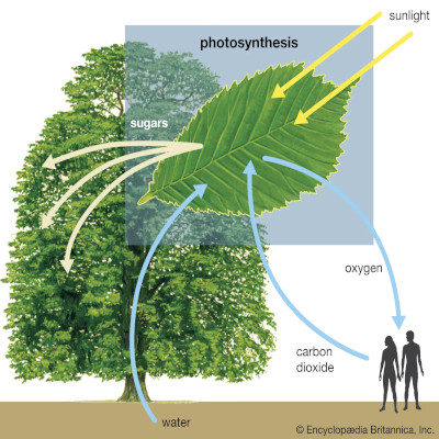 A photosynthesis diagram from a handout
